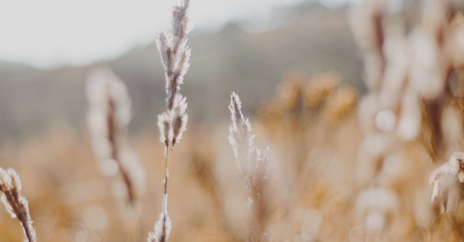 The Importance of Spinal Health for Overall Wellness image